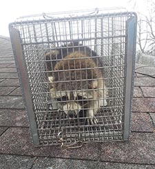 raccoon trapping Brookfield