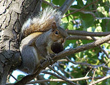 squirrels in attic Brookfield